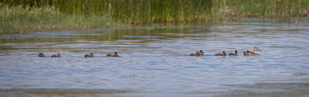 Blue-winged Teal - ML591821741
