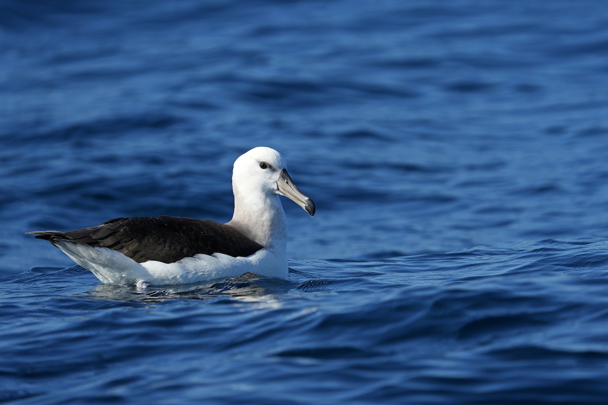 Albatros à sourcils noirs - ML591823251