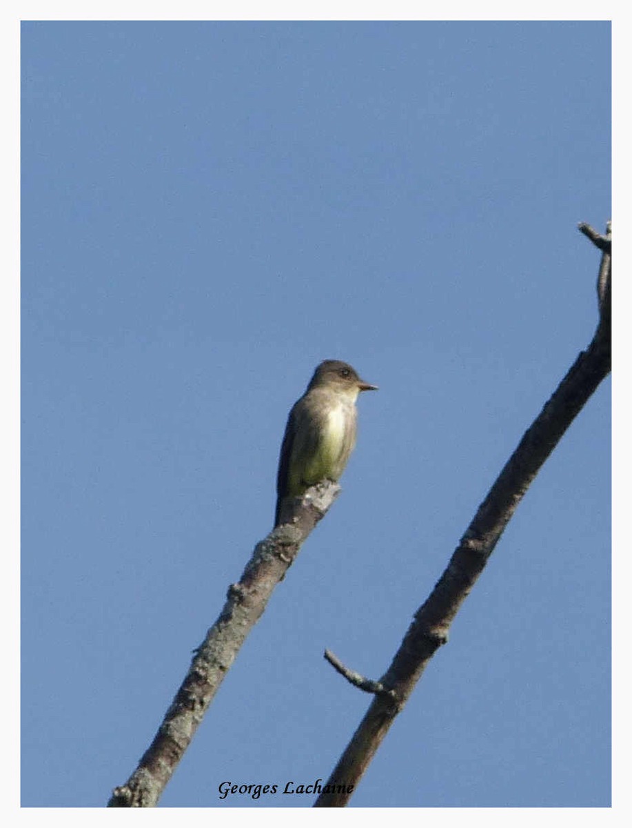 Olive-sided Flycatcher - Georges Lachaîne