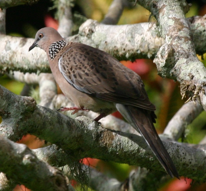 Spotted Dove - ML591827441