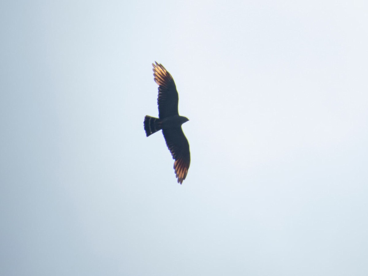 Plumbeous Kite - ML591828141