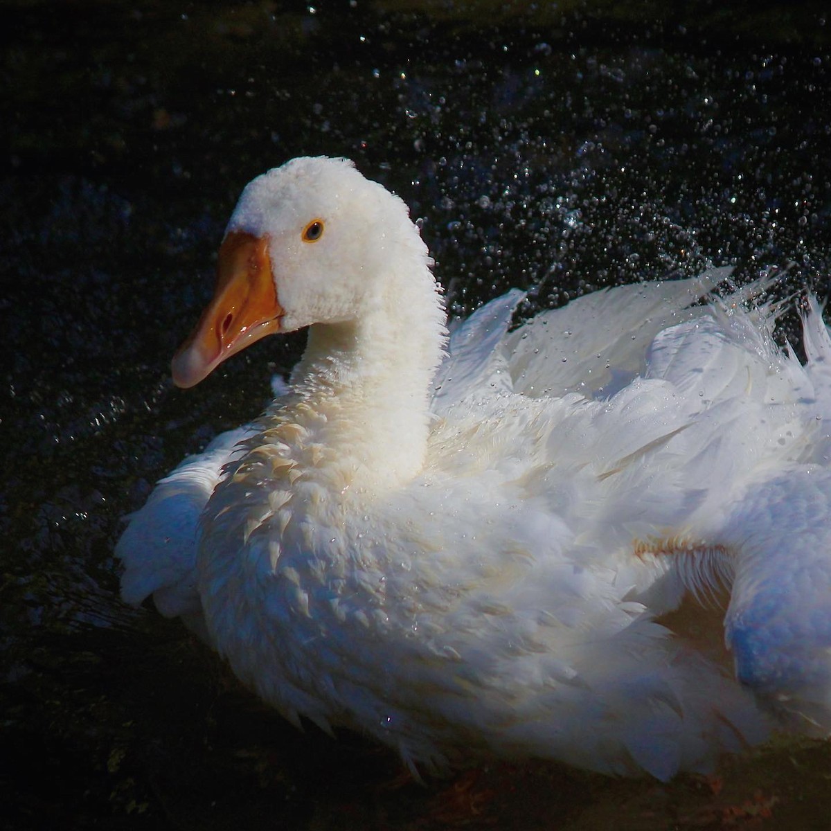 duck sp. - ML591828291