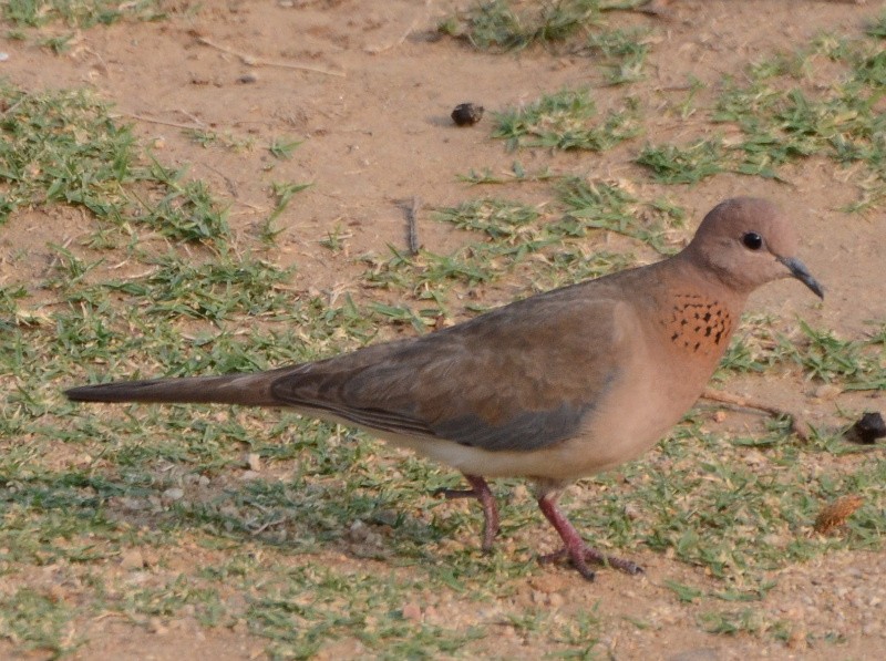 Laughing Dove - ML591829901