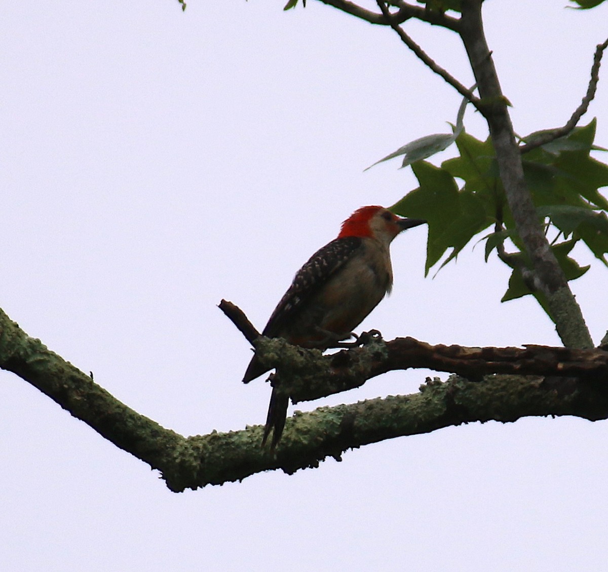 Red-bellied Woodpecker - ML59183191