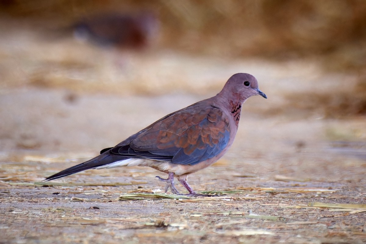 Laughing Dove - ML591832011