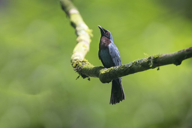 Maroon-breasted Philentoma - eBird