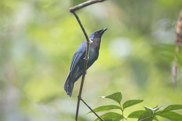 Maroon-breasted Philentoma - eBird