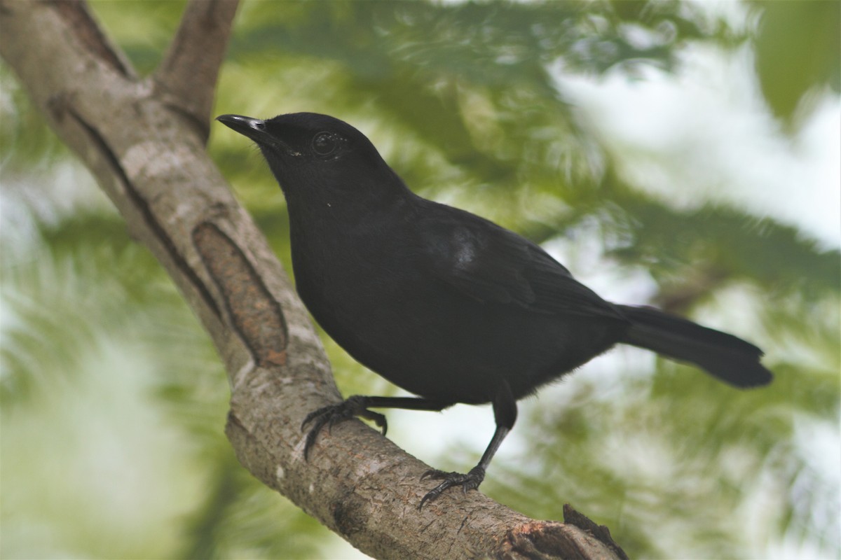 Black Catbird - ML591835341