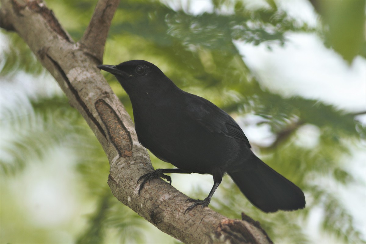 Black Catbird - ML591835351