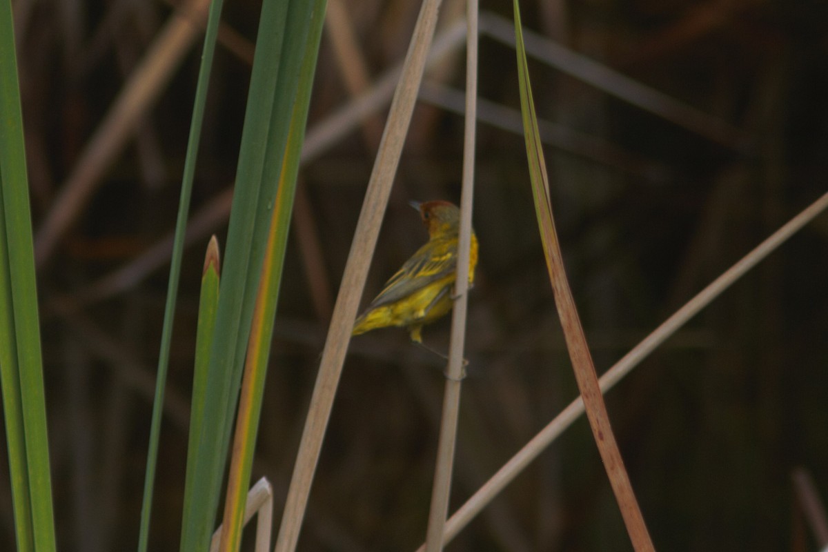 Yellow Warbler - ML591835551
