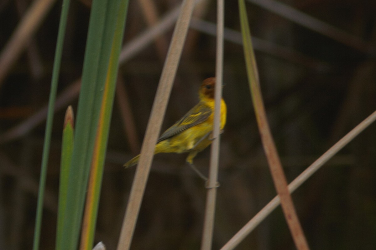 Yellow Warbler - ML591835571