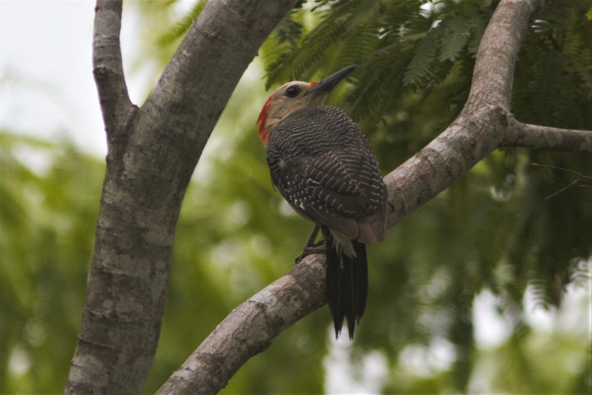 Golden-fronted Woodpecker - ML591837041