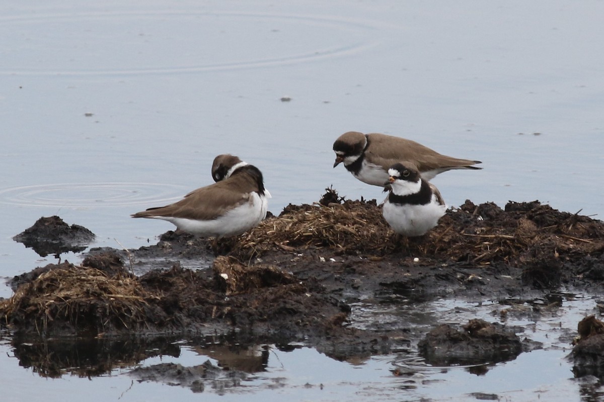 Semipalmated Plover - ML59183711