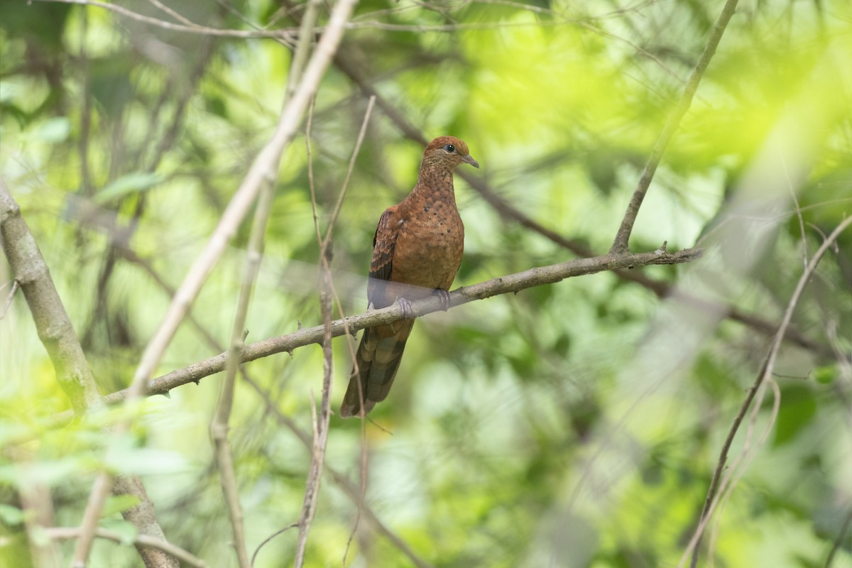 Little Cuckoo-Dove - ML591838051