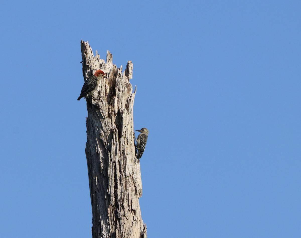 Red-bellied Woodpecker - ML591839381