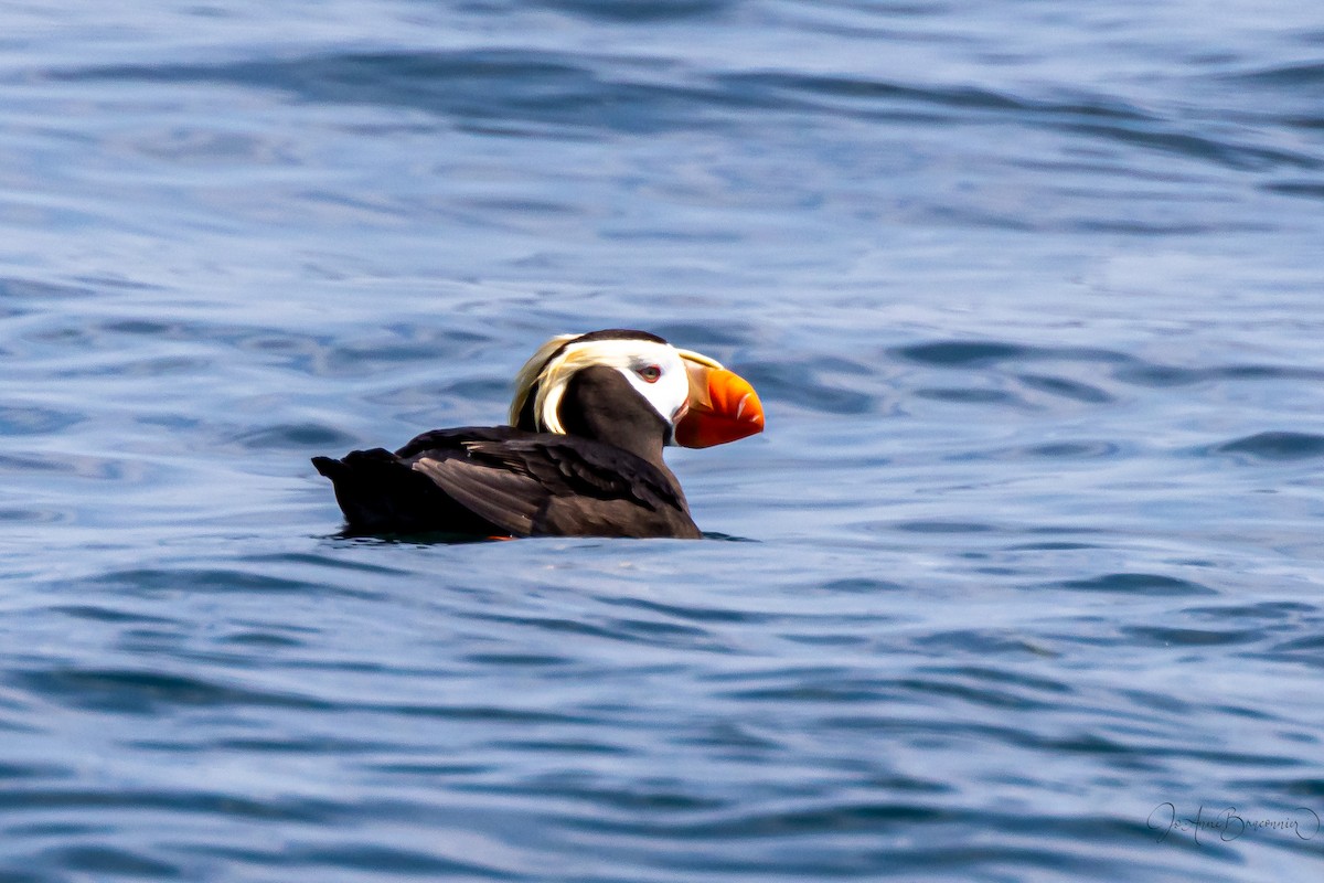 Tufted Puffin - ML591839761