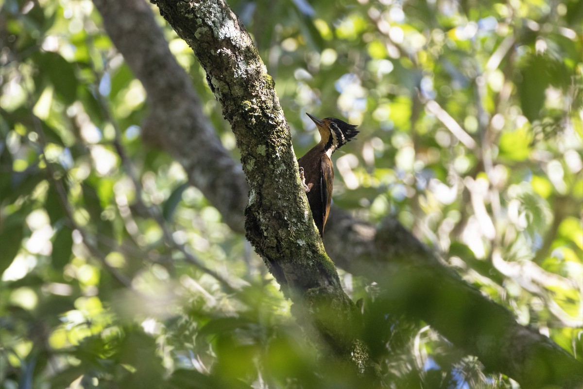 Olive-backed Woodpecker - ML591839881