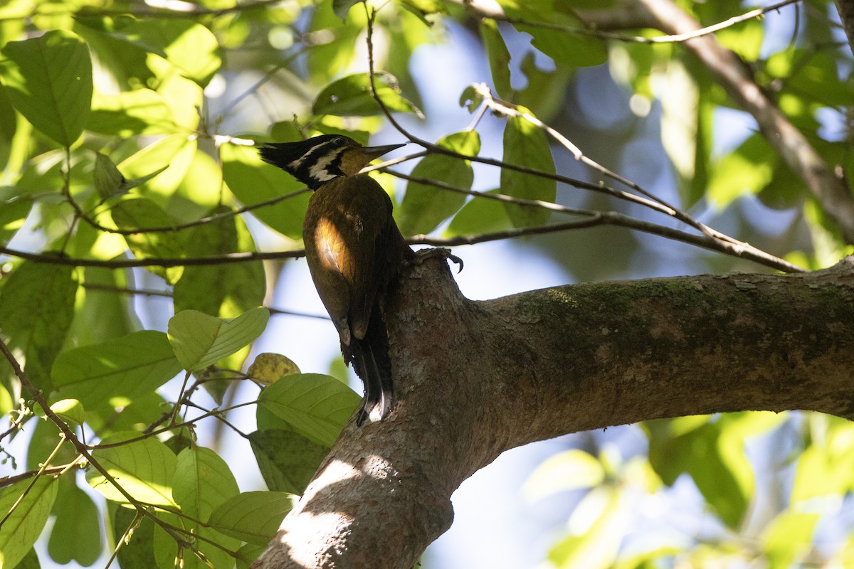Olive-backed Woodpecker - ML591839891