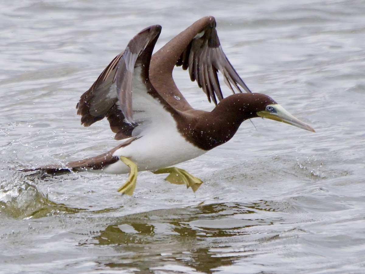 Brown Booby - ML591841391