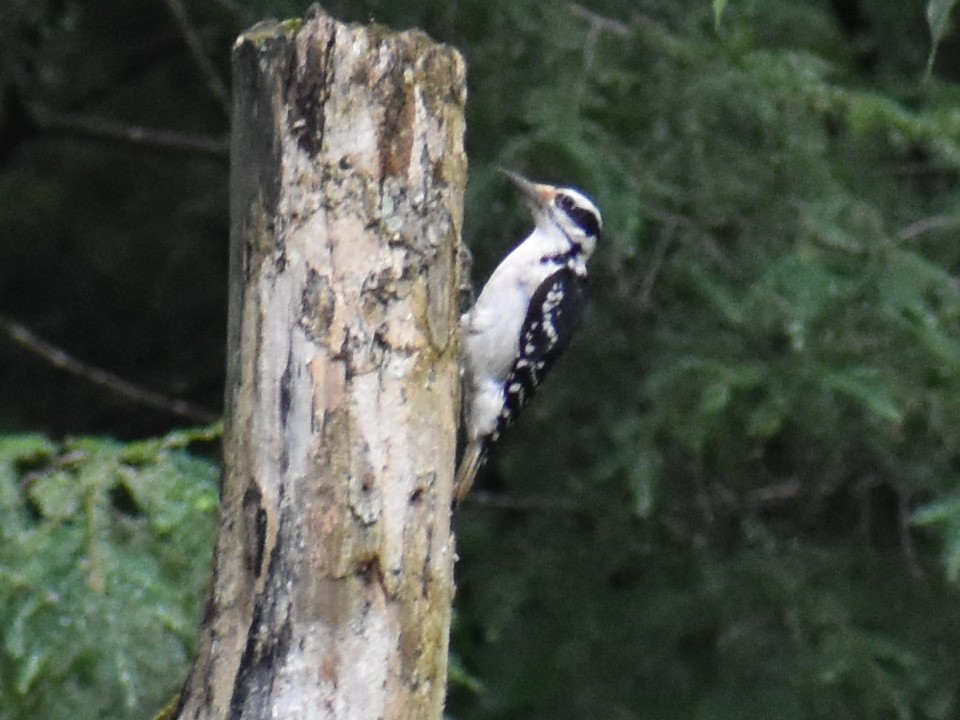 Hairy Woodpecker - ML591841801