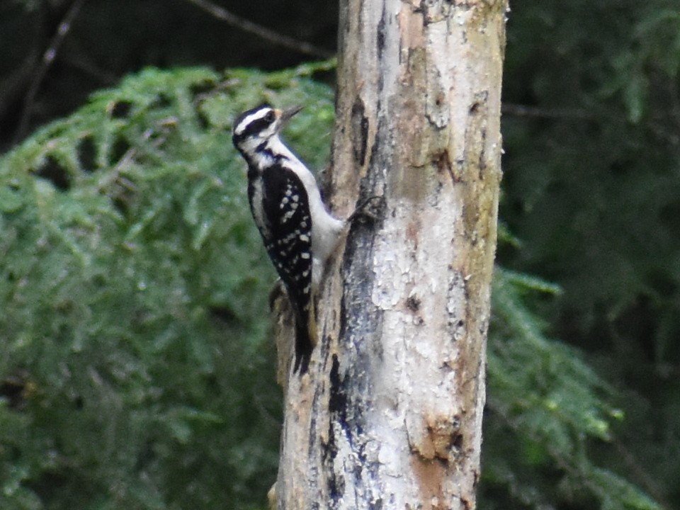 Hairy Woodpecker - ML591841821