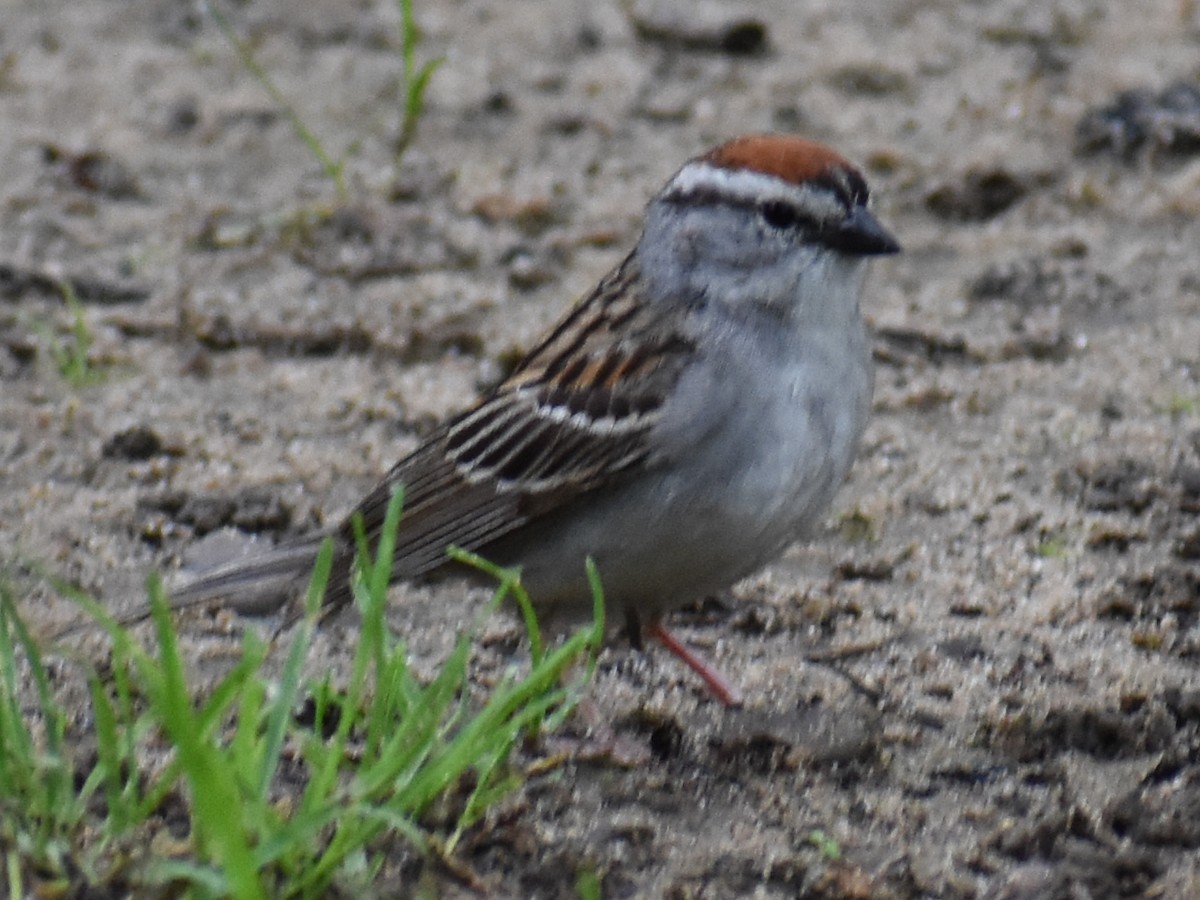 Chipping Sparrow - ML591843881