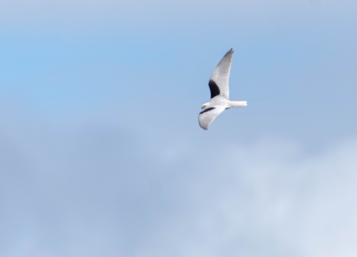 Black-shouldered Kite - ML591846421