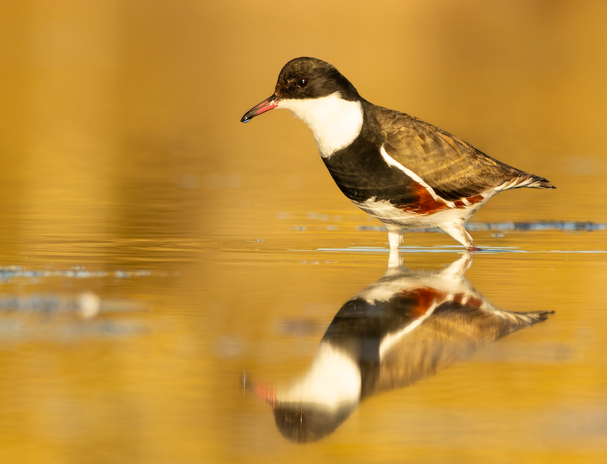 Red-kneed Dotterel - ML591846981