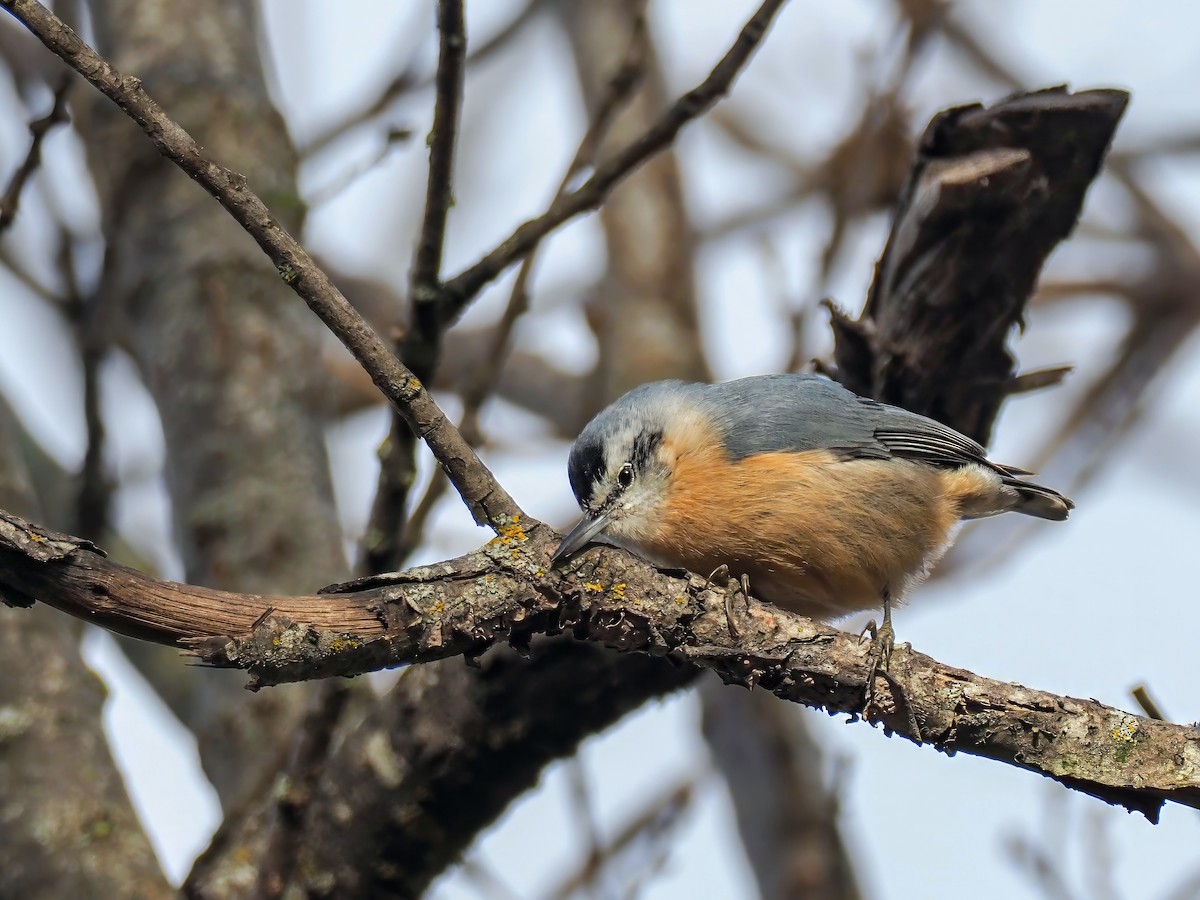 Algerian Nuthatch - Sitta ledanti - Birds of the World