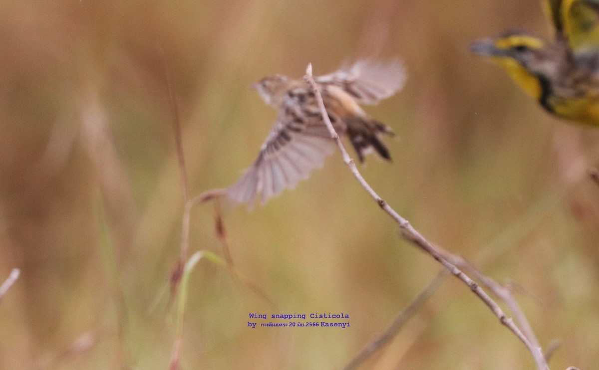 Wing-snapping Cisticola - ML591851331