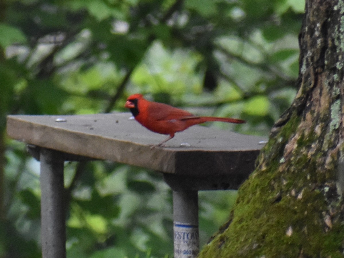 Cardinal rouge - ML591851441
