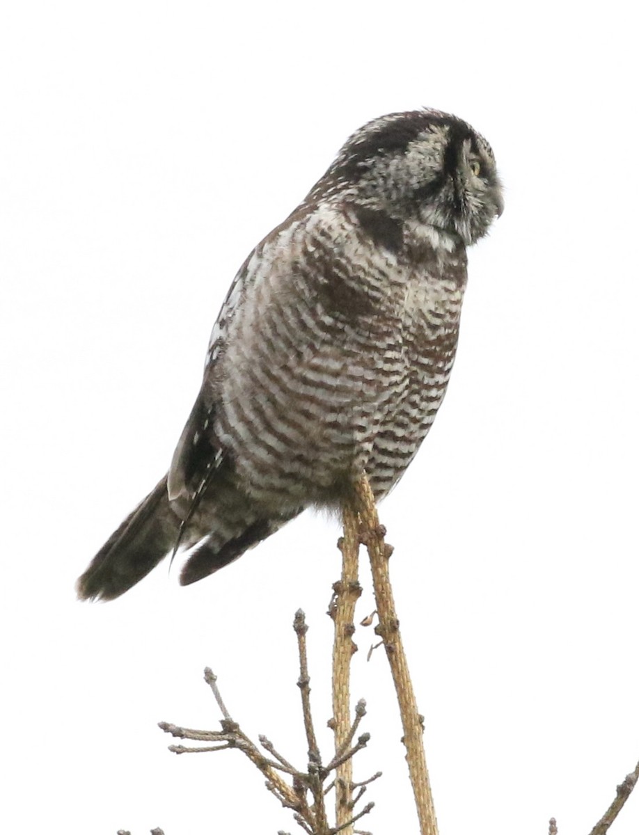 Northern Hawk Owl - ML591856271
