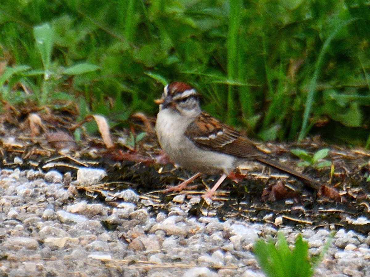 Chipping Sparrow - ML591859001