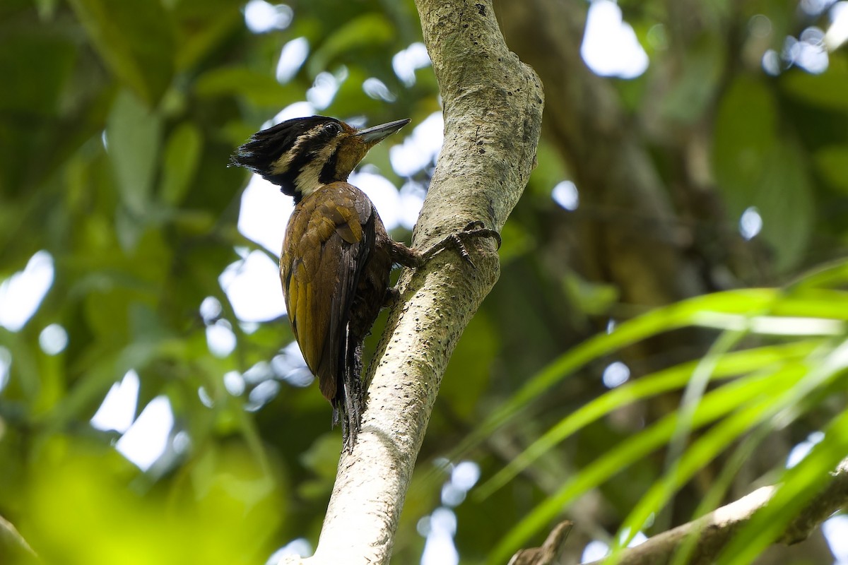 Olive-backed Woodpecker - ML591860521