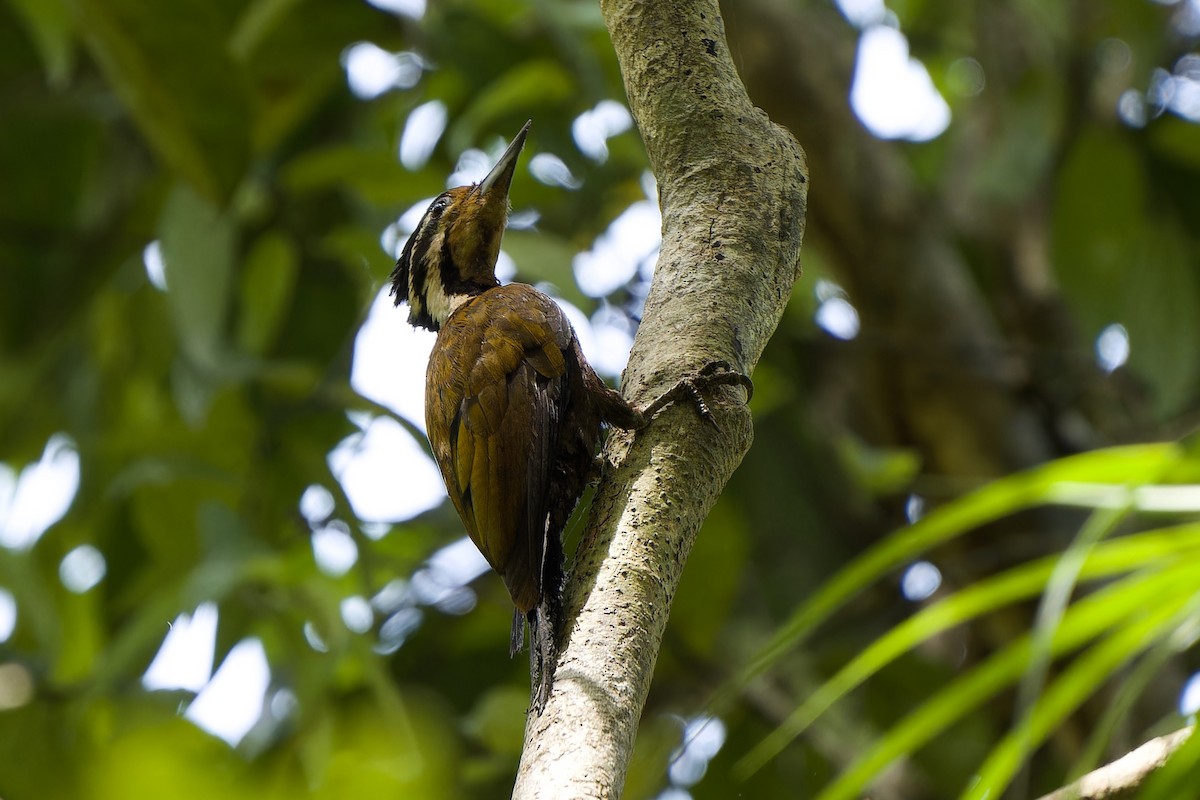 Olive-backed Woodpecker - ML591860551