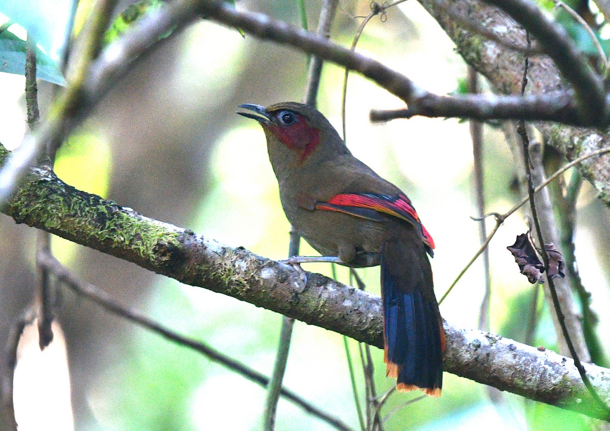 Red-faced Liocichla - ML591861561