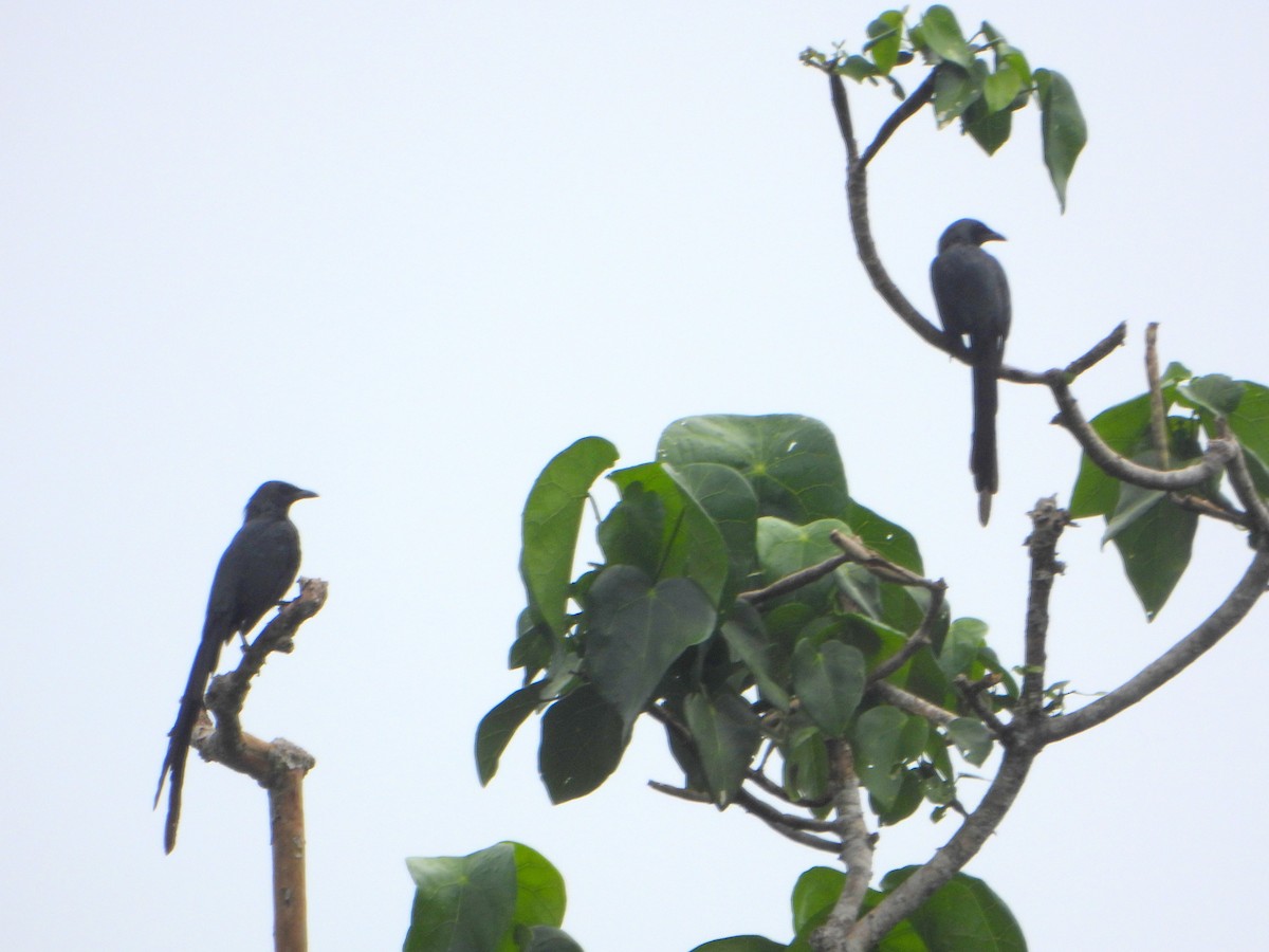 Long-tailed Starling - ML591864331
