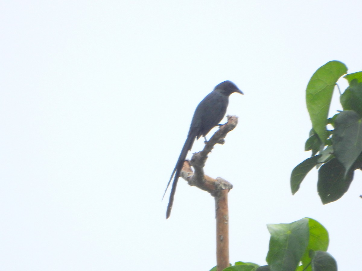 Long-tailed Starling - ML591864341