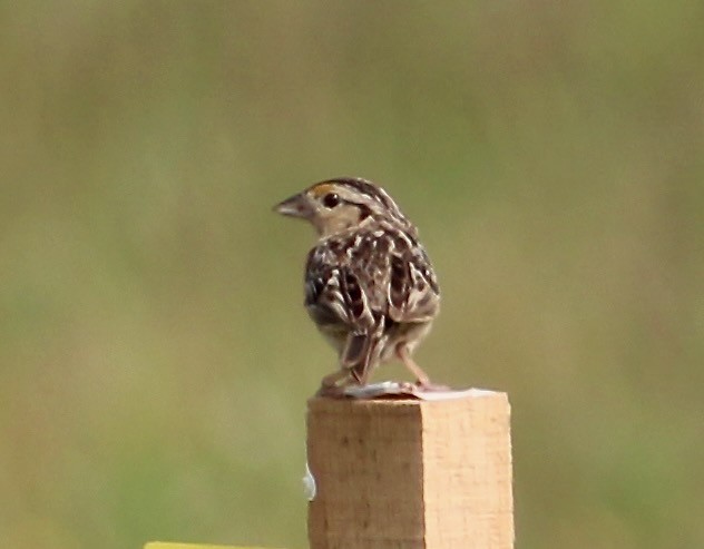 Grasshopper Sparrow - ML591866911