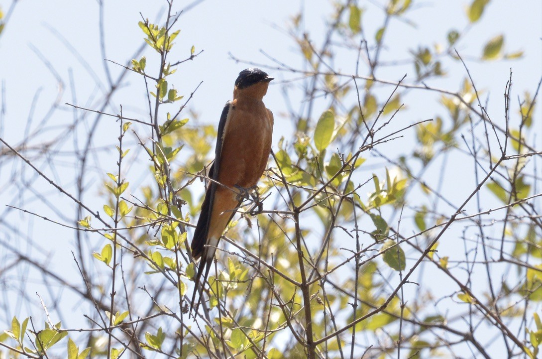 Rufous-chested Swallow - ML591872101