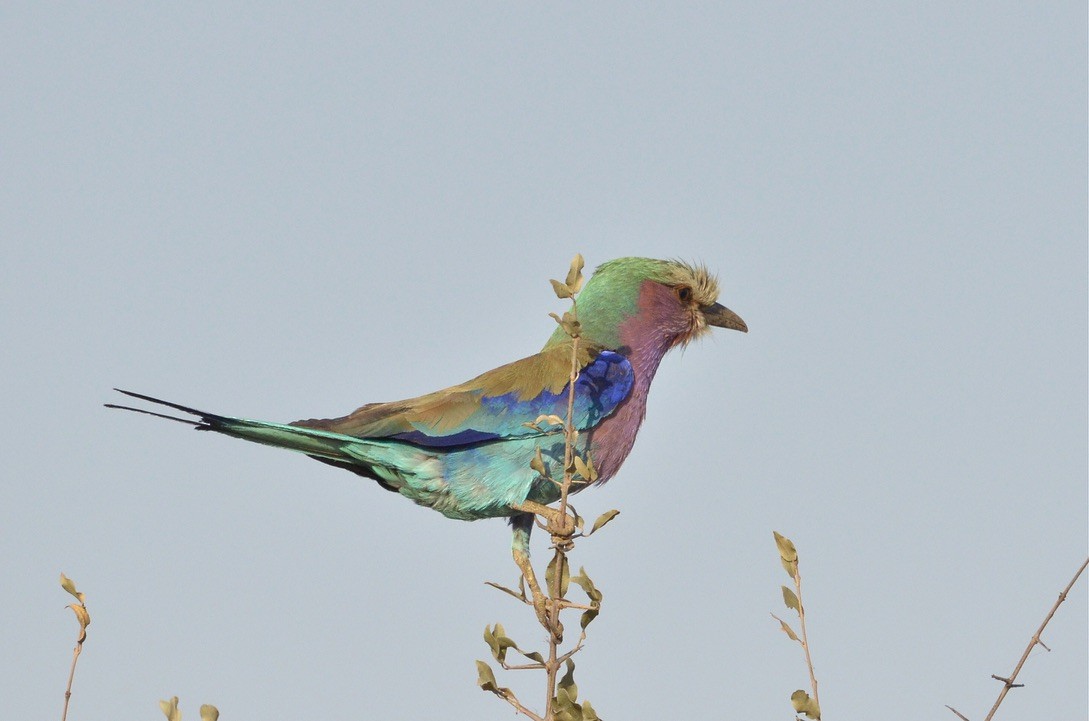 Lilac-breasted Roller - ML591873361