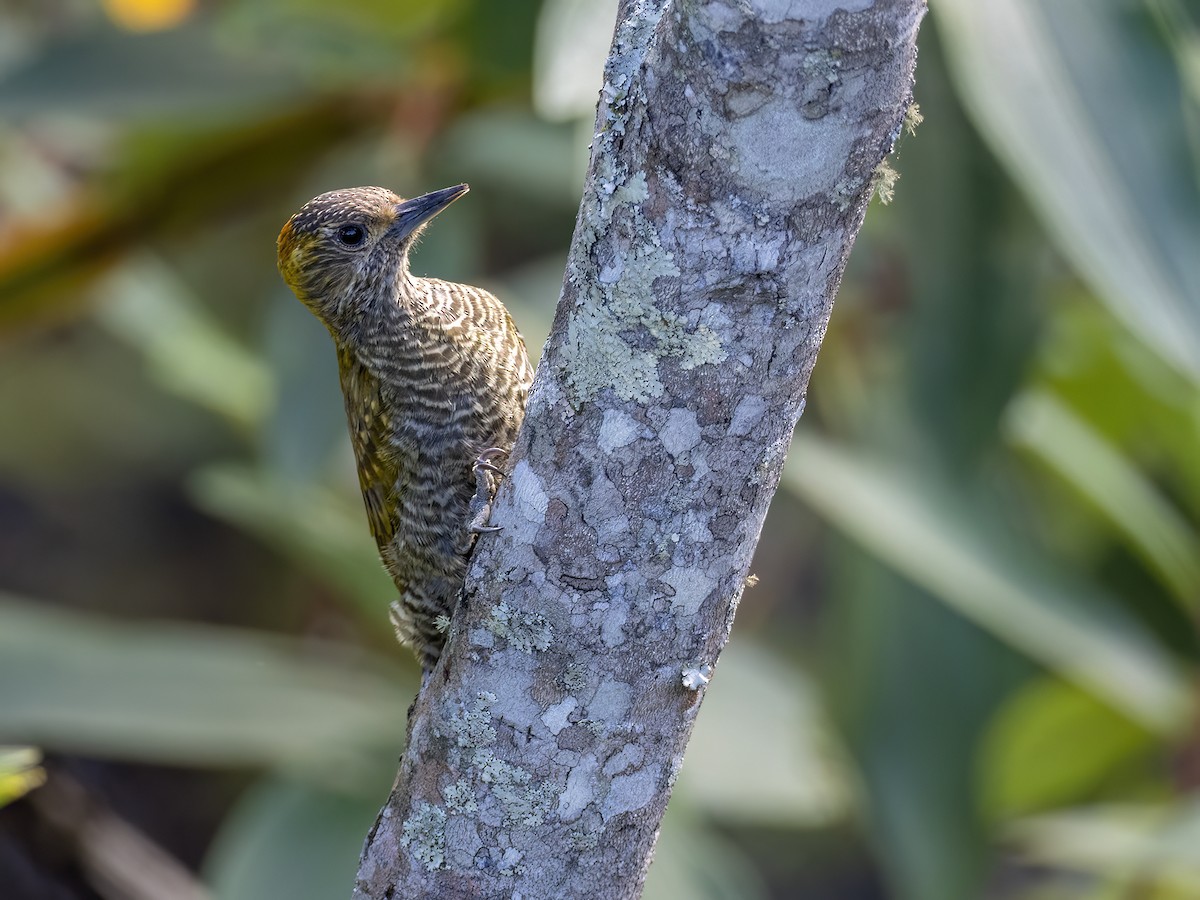 Yellow-eared Woodpecker - ML591873371