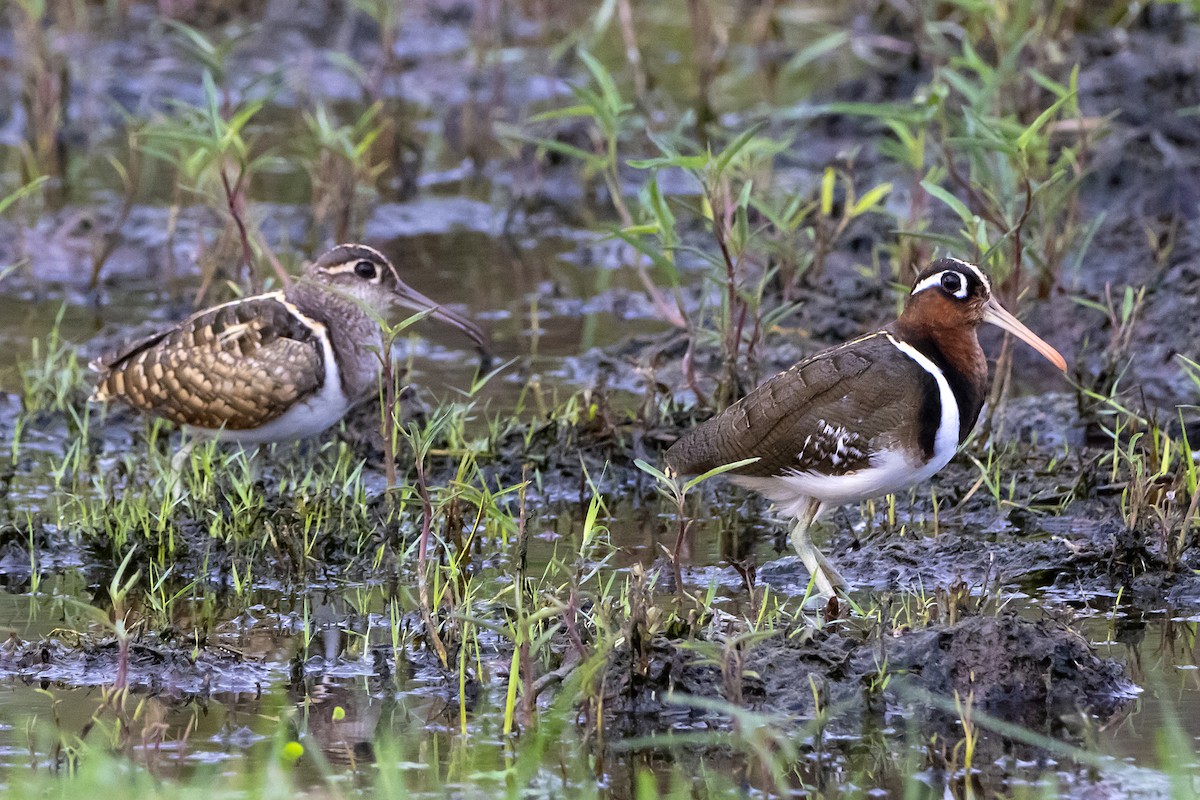 Greater Painted-Snipe - ML591873471