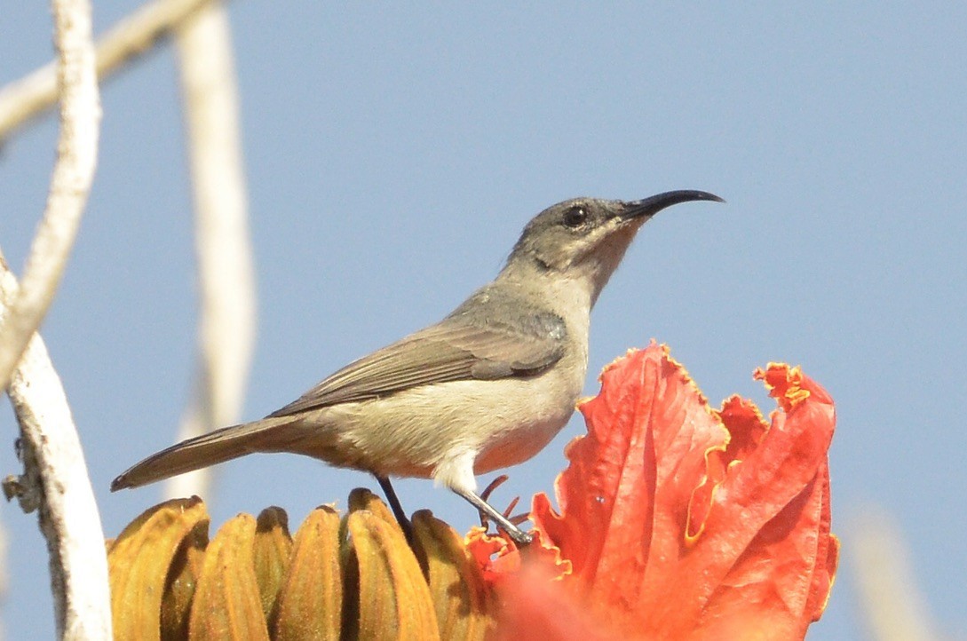 Mouse-colored Sunbird - ML591876161