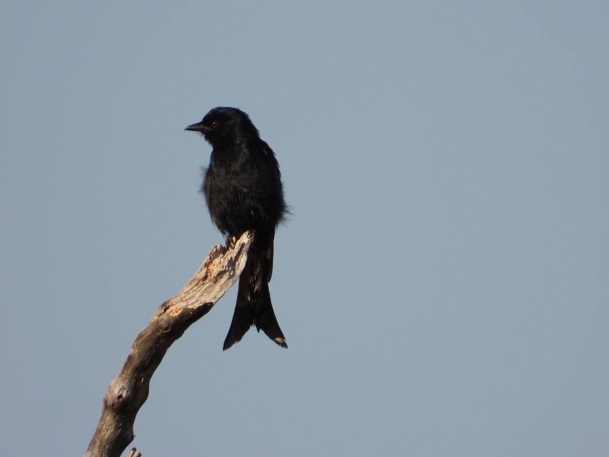 Fork-tailed Drongo - ML591880571