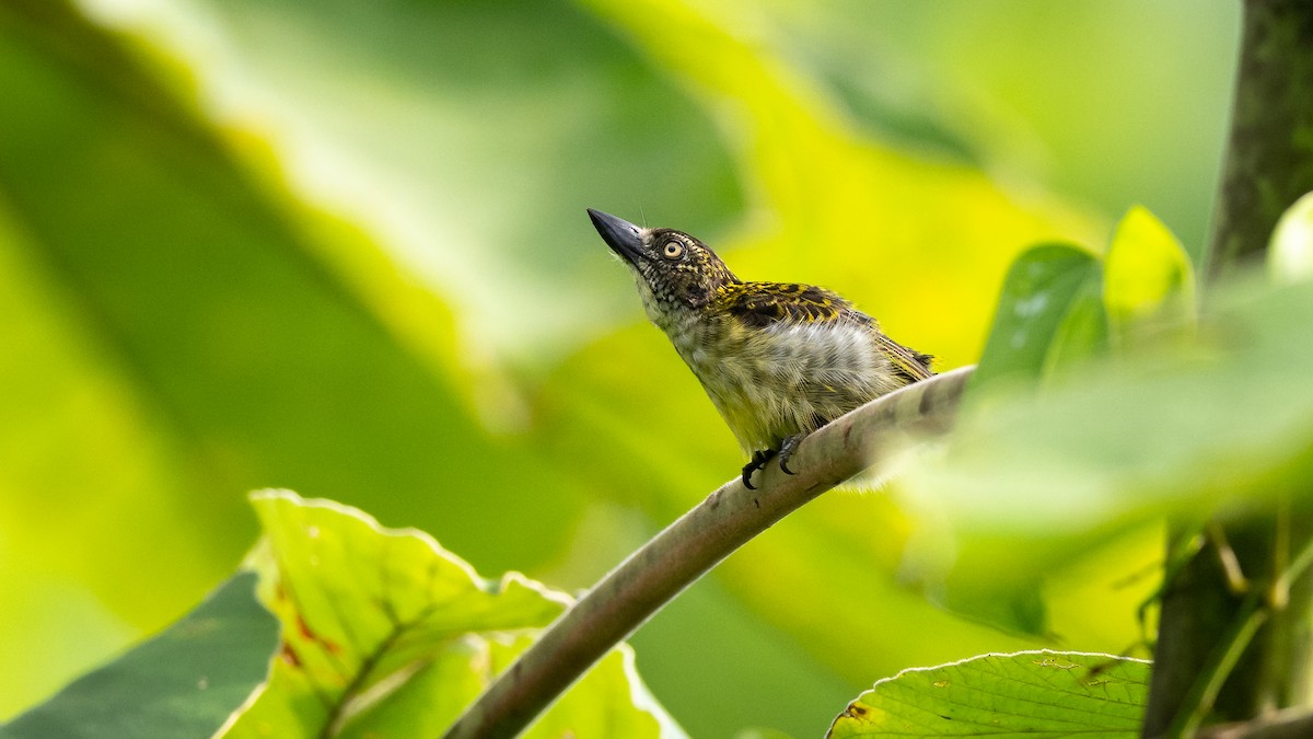 Speckled Tinkerbird - Mathurin Malby
