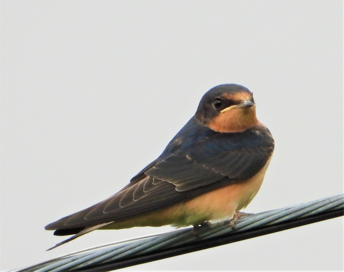 Barn Swallow - ML591882601