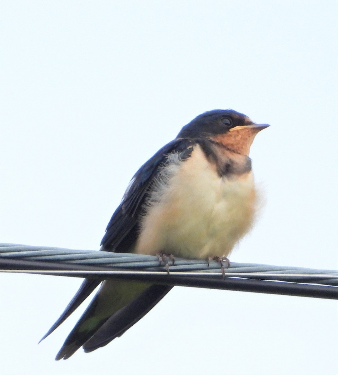 Barn Swallow - ML591882611