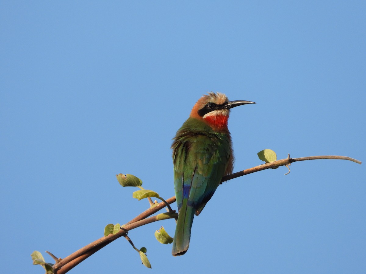 White-fronted Bee-eater - ML591883021