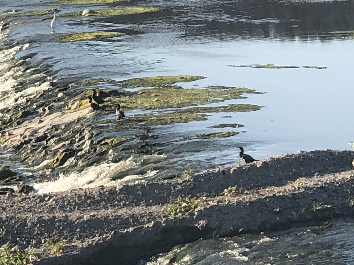 ebird-checklist-6-jul-2023-upper-santa-ana-river-tustin-ave-to
